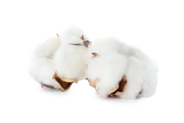 stock image Beautiful fluffy cotton flowers on white background