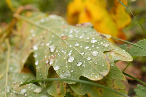 Lehullott Levelek Eső Után Ősszel Közelkép — Stock Fotó