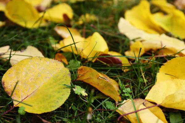 Жовте Осіннє Листя Зеленій Траві — стокове фото