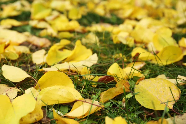 Fallen Yellow Autumn Leaves Green Grass — Stockfoto