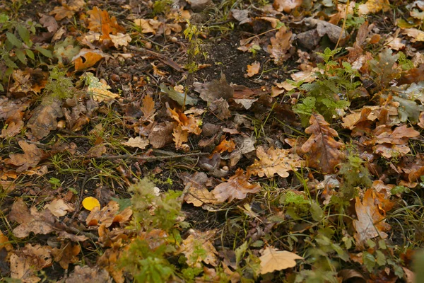 Fallen Autumn Leaves Ground Rain — Stock Photo, Image