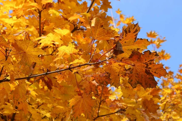 아름다운 나무에 오렌지 과푸른 각도가 수있습니다 — 스톡 사진