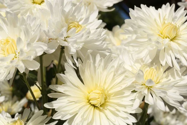 Schöne Gelbe Chrysanthemenblüten Die Freien Wachsen Nahaufnahme — Stockfoto