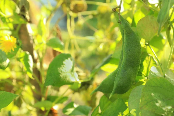 晴れた日に屋外で成長している新鮮な緑の豆 クローズアップ — ストック写真