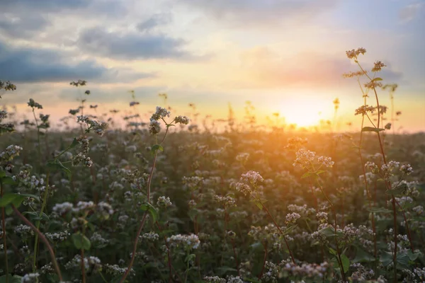 Närbild Bild Vackra Blommande Bovete Blommor Vid Solnedgången — Stockfoto