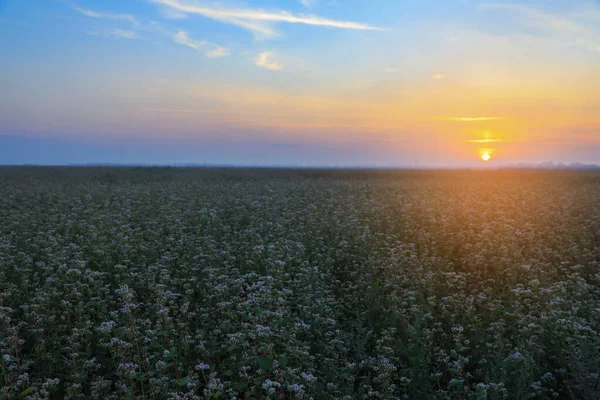 夕日に咲くそば畑の美しい景色 — ストック写真