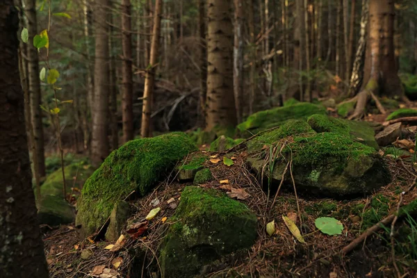 Прекрасний Вид Зелений Мох Каменях Біля Дерев Лісі — стокове фото