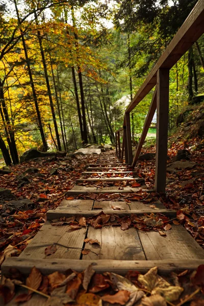 stock image Picturesque view of wooden stairs in beautiful forest on autumn day