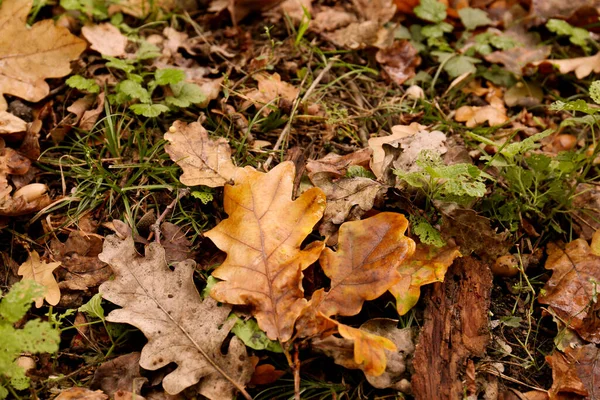 Fallen Autumn Leaves Ground Rain Stock Photo