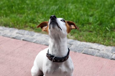 Açık havada siyah deri köpek tasmalı güzel Jack Russell Terrier.