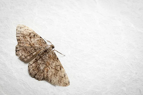 Alcis Repandata Moth White Surface Top View Space Text — Stock Photo, Image