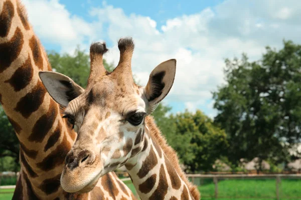 Belles Girafes Africaines Tachetées Dans Parc Safari — Photo