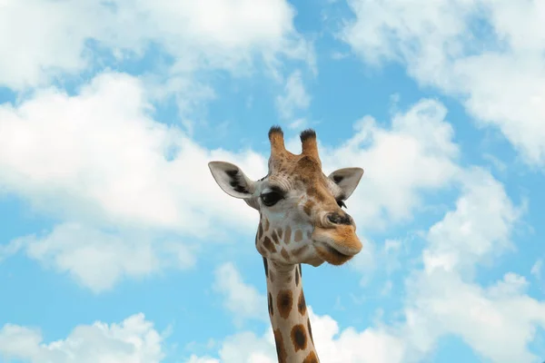 美丽的斑点非洲长颈鹿在蓝天的映衬下 — 图库照片