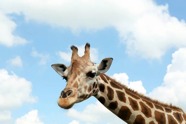 Belle Girafe Africaine Tachetée Contre Ciel Bleu — Photo