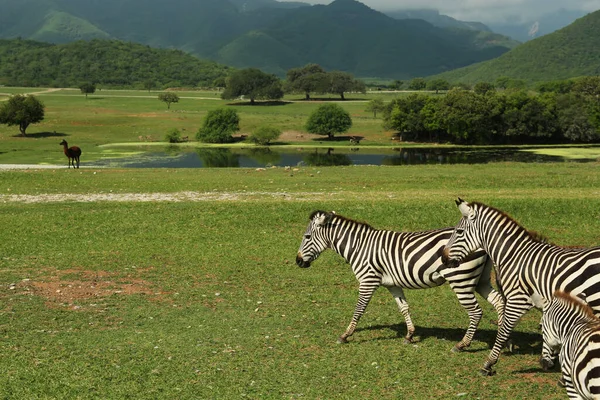 Gyönyörű Csíkos Afrikai Zebrák Szafari Parkban — Stock Fotó