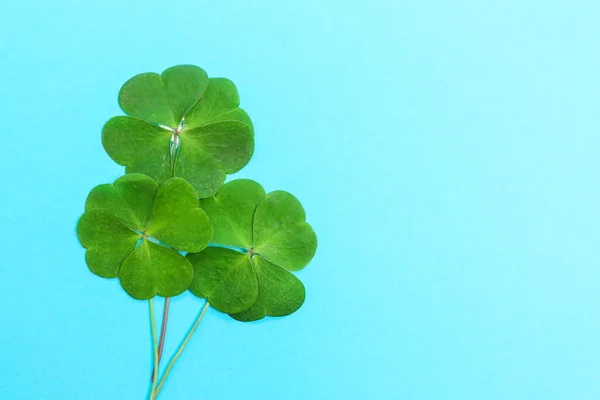 Beautiful Green Four Leaves Clover Light Blue Background Top View — Stock Photo, Image