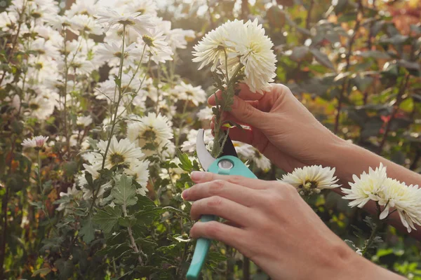Wanita Memangkas Bunga Krisan Yang Indah Oleh Secateurs Kebun Closeup — Stok Foto