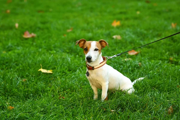 Adorable Jack Russell Terrier Sobre Hierba Verde Paseo Del Perro —  Fotos de Stock