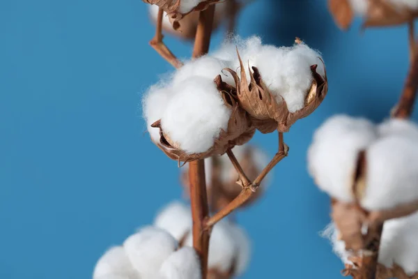 Cotton branches with fluffy flowers on light blue background, closeup