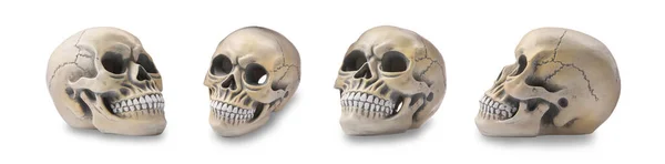 Set Models Human Skull White Background Banner Design Royalty Free Stock Images