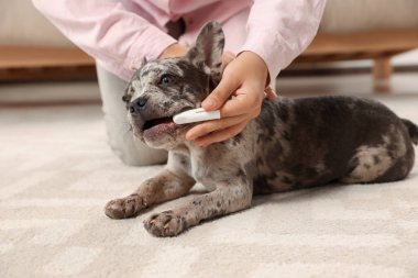 Evde köpek dişlerini fırçalayan kadın, yakın plan.