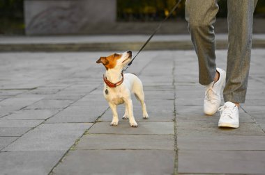 Şehir caddesinde Jack Russell Terrier 'ı olan adam, yakın plan. Köpek gezdirme