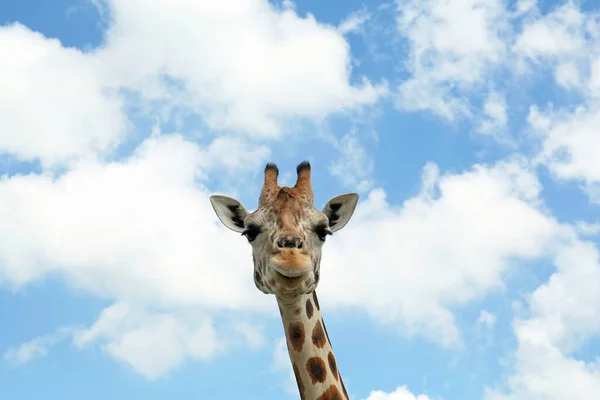 Belle Girafe Africaine Tachetée Contre Ciel Bleu — Photo