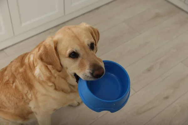 Cute Hungry Labrador Retriever Carrying Feeding Bowl His Mouth Indoors — Stock Photo, Image
