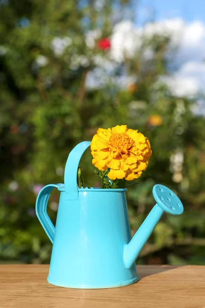 Beautiful Marigold Watering Can Wooden Table Outdoors — Stock Photo, Image