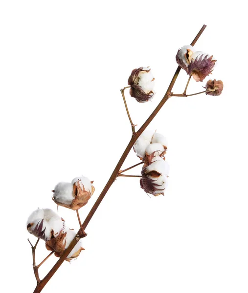 Kurumuş Pamuk Dalı Kabarık Çiçekleri Beyazın Üzerinde — Stok fotoğraf