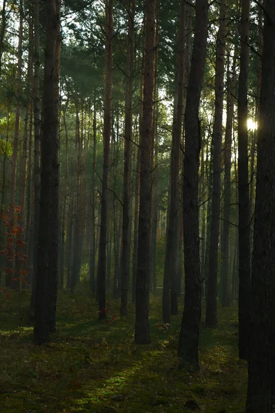 Majestätischer Blick Auf Den Wald Mit Sonnenstrahlen Die Morgens Durch — Stockfoto