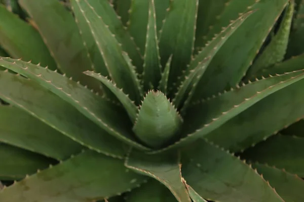 Aloe Vera Growing Outdoors Closeup Succulent Plant — Stock Photo, Image