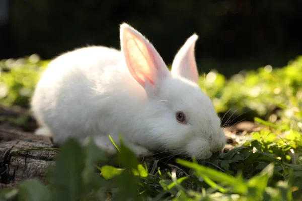 Niedliche Weiße Kaninchen Auf Holz Unter Grünem Gras Freien — Stockfoto