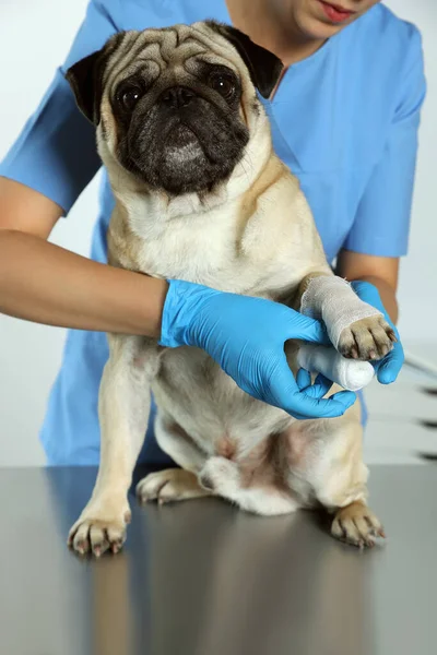 Professional Veterinarian Wrapping Dog Paw Bandage Clinic Closeup — Stock Photo, Image