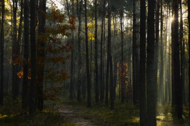 Majestic view of forest with sunbeams shining through trees in morning clipart