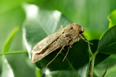 Paradrina klaviyal güvesi açık havada yeşil yaprak üzerinde