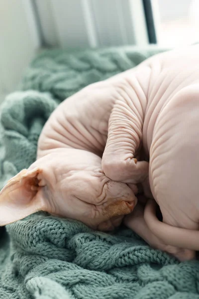 Şirin Sphynx Kedisi Evde Yumuşak Battaniyenin Üzerinde Uyuyor Yakın Plan — Stok fotoğraf