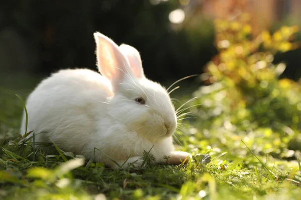 Милый Белый Кролик Зеленой Траве Открытом Воздухе Пространство Текста — стоковое фото