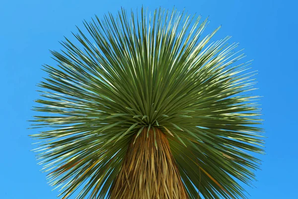 Beau Palmier Aux Feuilles Vertes Contre Ciel Bleu Vue Angle — Photo