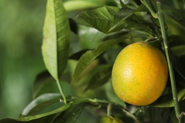 Olgun meyveli limon ağacının yakın görüntüsü.