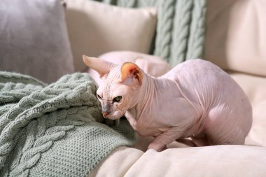 Evdeki kanepede oturan sevimli Sphynx kedisi. Sevimli hayvan