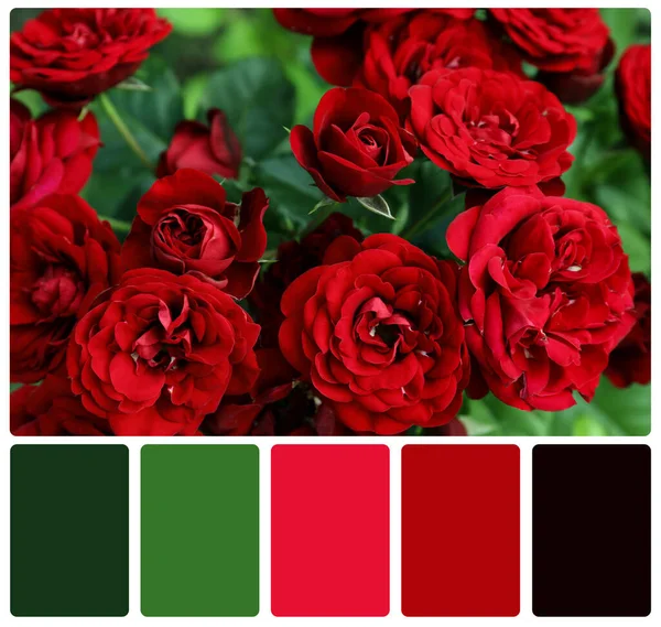 Vackra Blommande Röda Rosor Och Färgpalett Kollage — Stockfoto