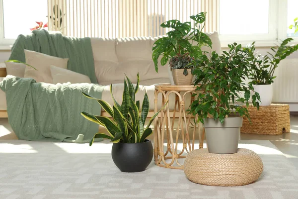 Elegante Habitación Interior Con Cómodo Sofá Hermosas Plantas Interior — Foto de Stock