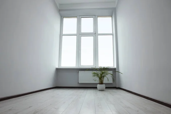 窓や鉢植えの植物と空のオフィスルーム — ストック写真