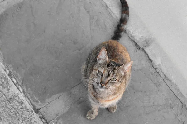 Niedliche Streunende Katze Sitzt Auf Der Straße Freien Über Der — Stockfoto