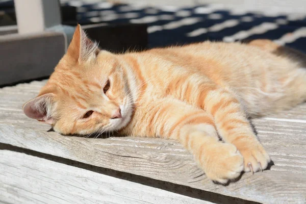 Gato Solitário Vadio Livre Dia Ensolarado Animal Estimação Sem Abrigo — Fotografia de Stock