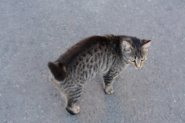 アスファルトの屋外で孤独な野良猫 上記のビュー ホームレスのペット — ストック写真