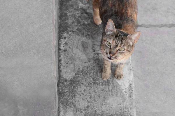 户外路上可爱的流浪猫 文字空间 — 图库照片