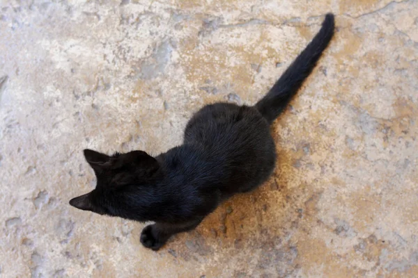 Roztomilá Toulavá Kočka Sedící Venku Kamenném Povrchu Výhled Shora — Stock fotografie
