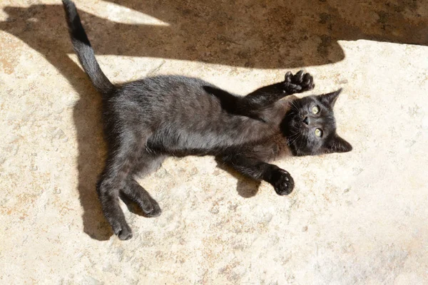 晴れた日に屋外で遊び心のある黒い子猫 テキストのスペース — ストック写真